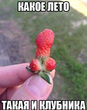 多么美好的夏天和草莓啊