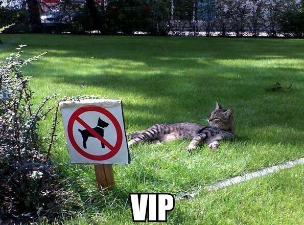 vip cat lawn prohibition signs 