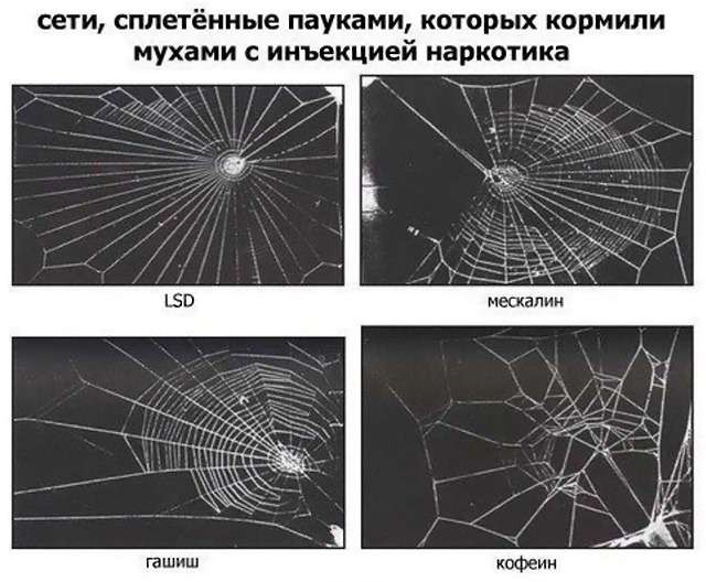 сети, сплетённые пауками, которых кормили мухами с инъекцией наркотика LSD гашиш мескалин кофеин