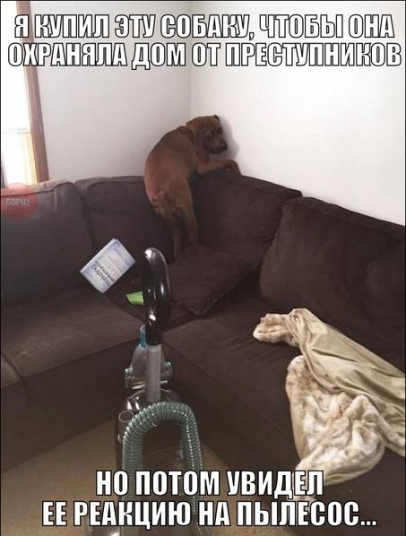 犯罪者から家を守るためにこの犬を買ったのですが、掃除機に対する犬の反応を見てしまい…。