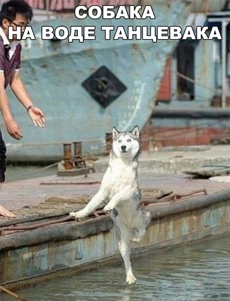 水舞狗
